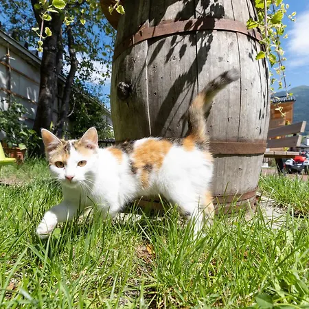 Greidlhof Alpstyle * Фюген